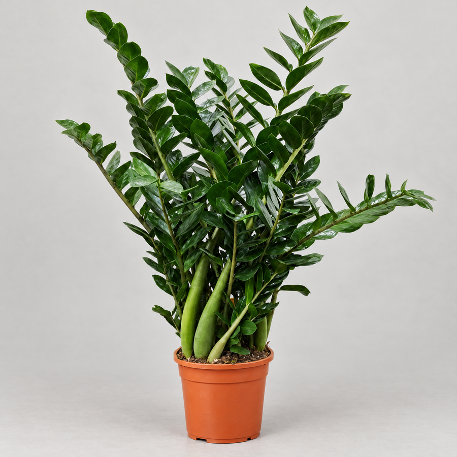 Zamioculcas zamiifolia alta 80 cm in vaso di coltivazione arancione su sfondo chiaro