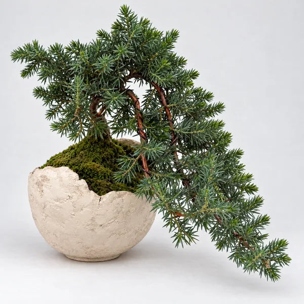 Bonsai Juniperus Blue Pacific "Moon" - 40x33 cm