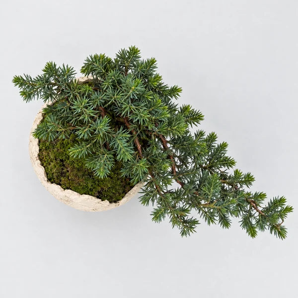 Bonsai Juniperus Blue Pacific "Moon" - 40x33 cm
