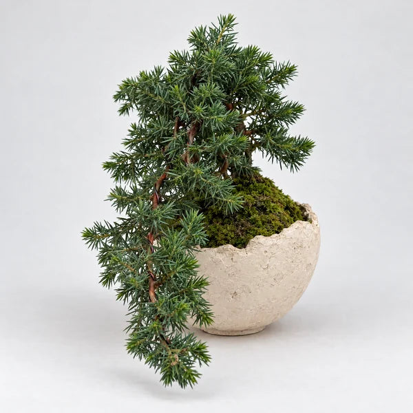 Bonsai Juniperus Blue Pacific "Moon" - 40x33 cm