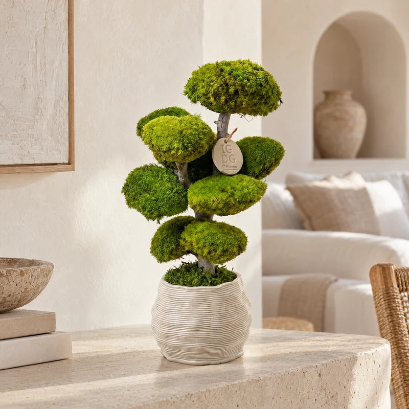 Bonsai Kumori 45 cm. — Muschio Stabilizzato