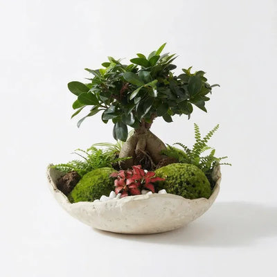 Kit Terrarium Fai da Te 
