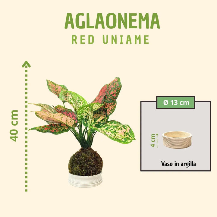 Kokedama Aglaonema Rojo Uniame con caja de regalo
