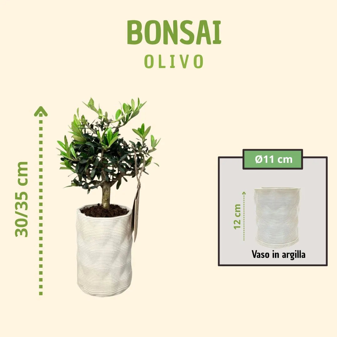 Bonsái de olivo en maceta Andrómeda con caja de regalo