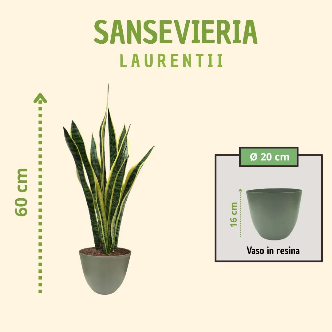 Sansevieria Laurentii H.60 mit Geschenkbox