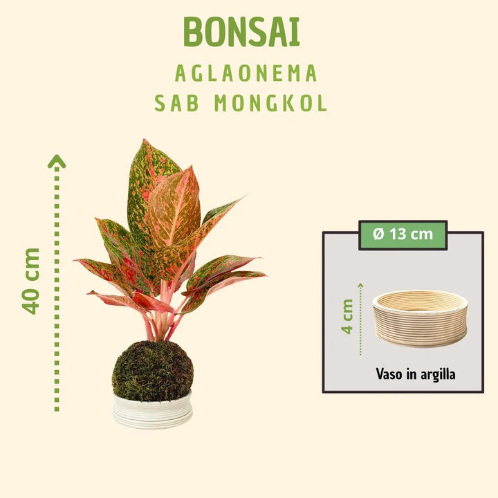 Kokedama Aglaonema Sab Mongkol con caja de regalo