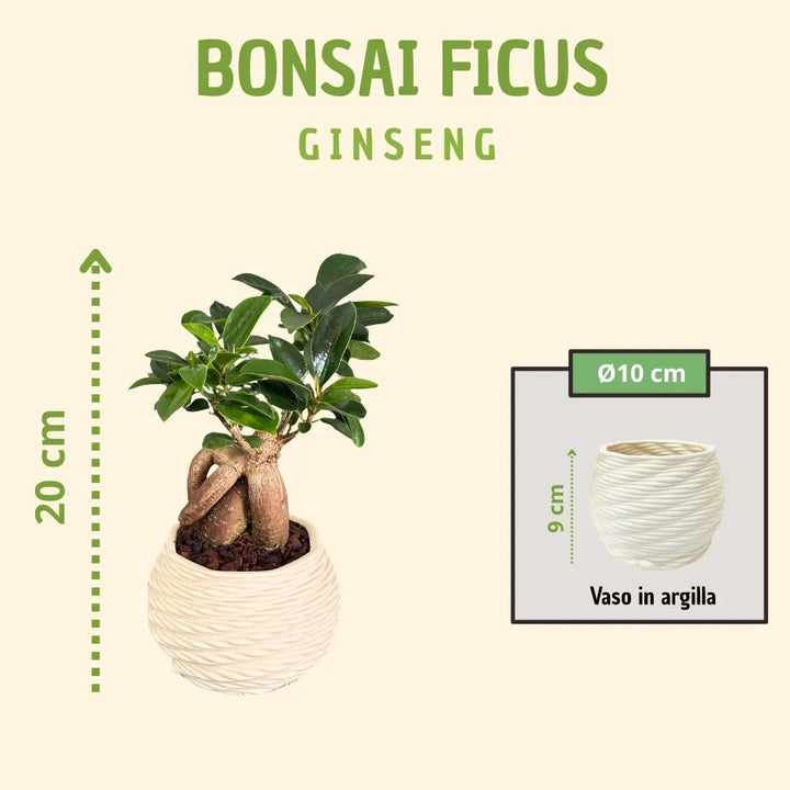 Bonsai ficus ginseng in a cute pot with gift box