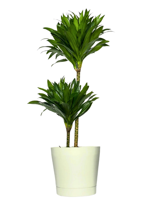 Dracaena Compacta de Dos Troncos Altura de la Planta 100 cm