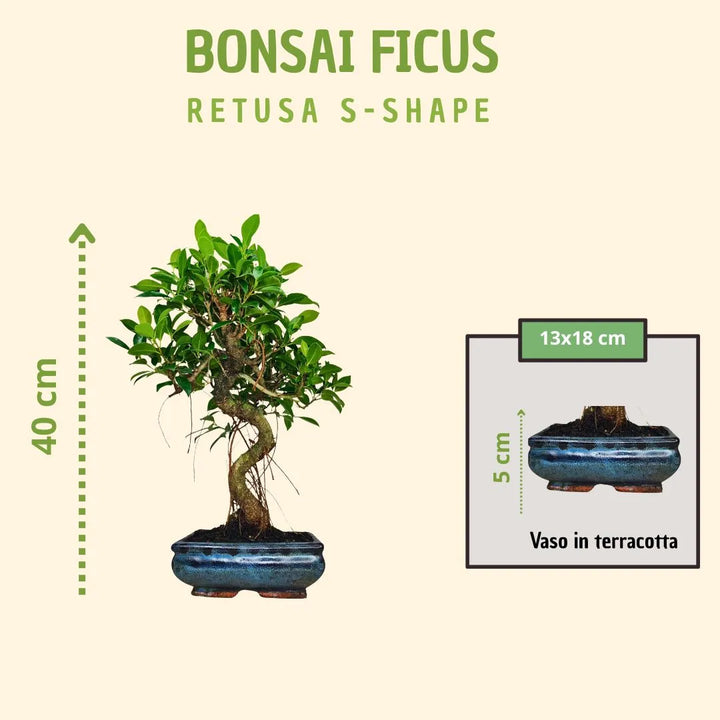 Bonsai Ficus Retusa S-Form mit Geschenkbox