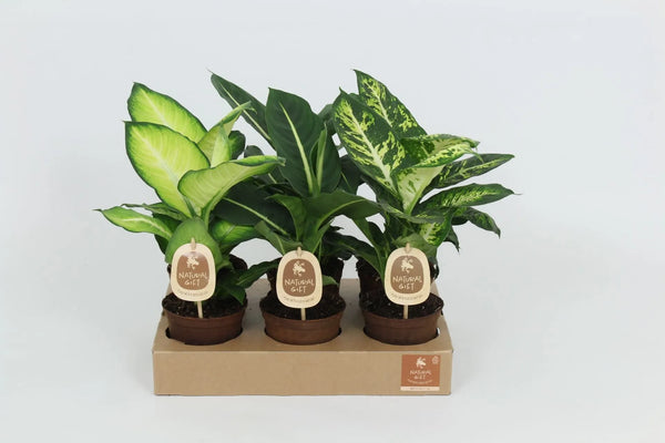 Dieffenbachia diverses mélangées D. 12