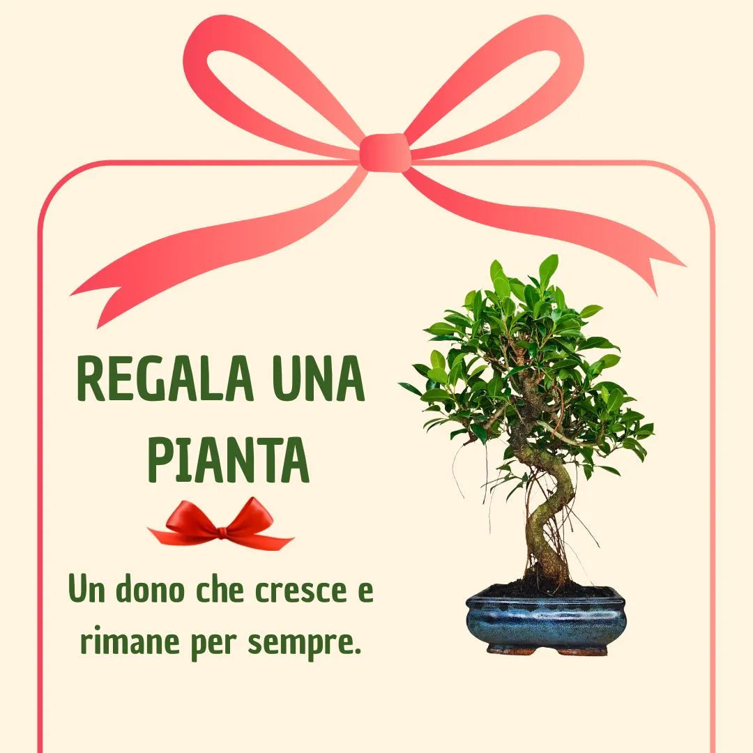 Bonsai Ficus Retusa S-Form mit Geschenkbox