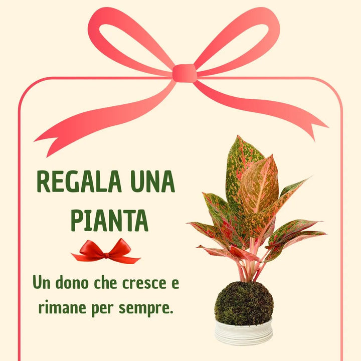 Kokedama Aglaonema Sab Mongkol con caja de regalo
