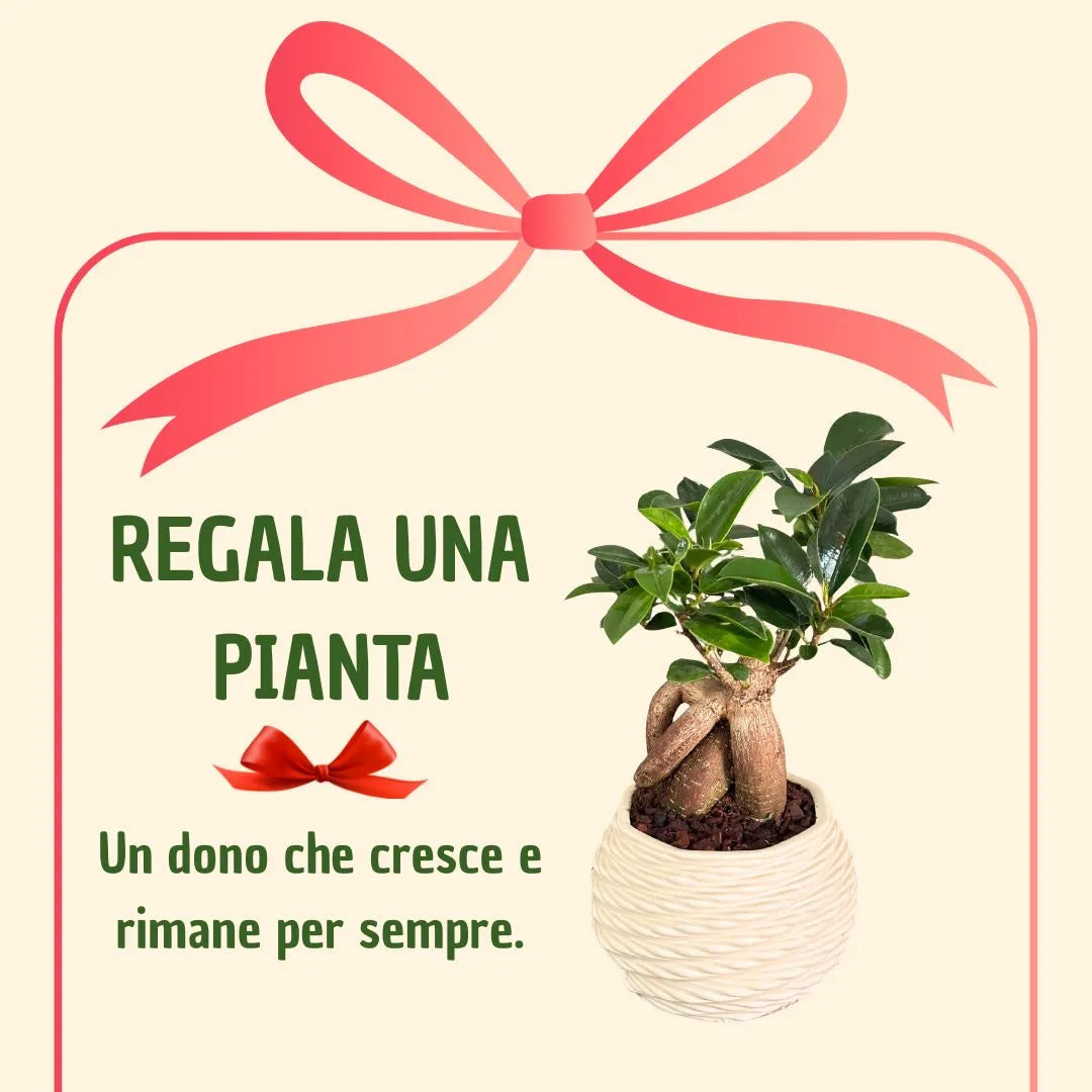 Bonsai ficus ginseng in a cute pot with gift box