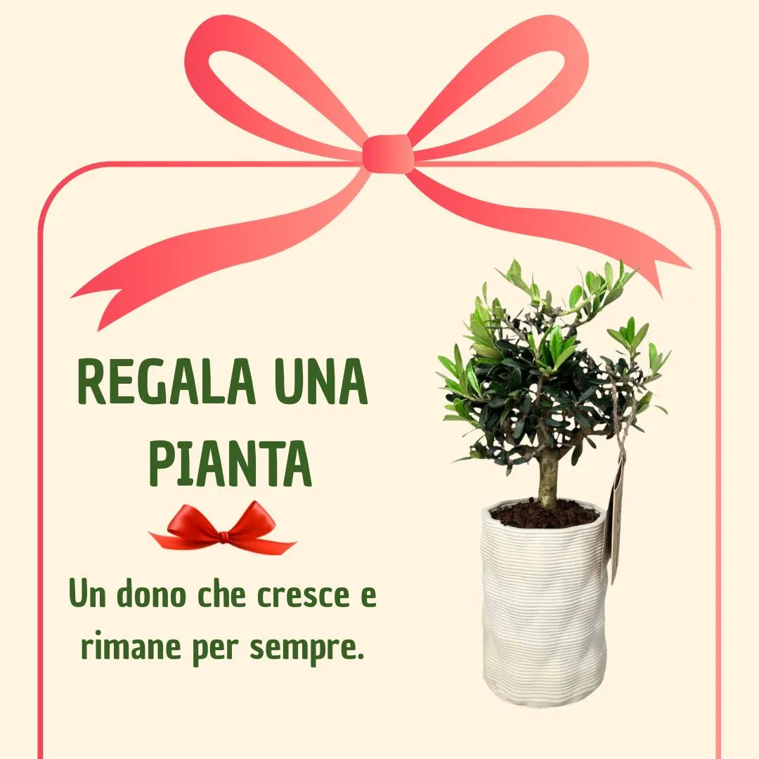 Bonsái de olivo en maceta Andrómeda con caja de regalo