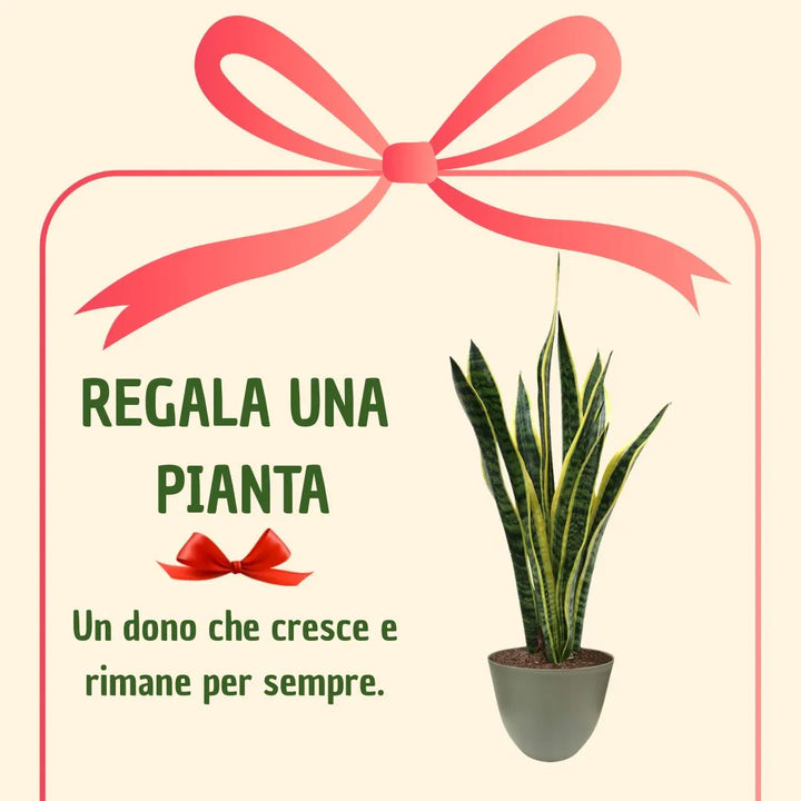 Sansevieria Laurentii H.60 mit Geschenkbox