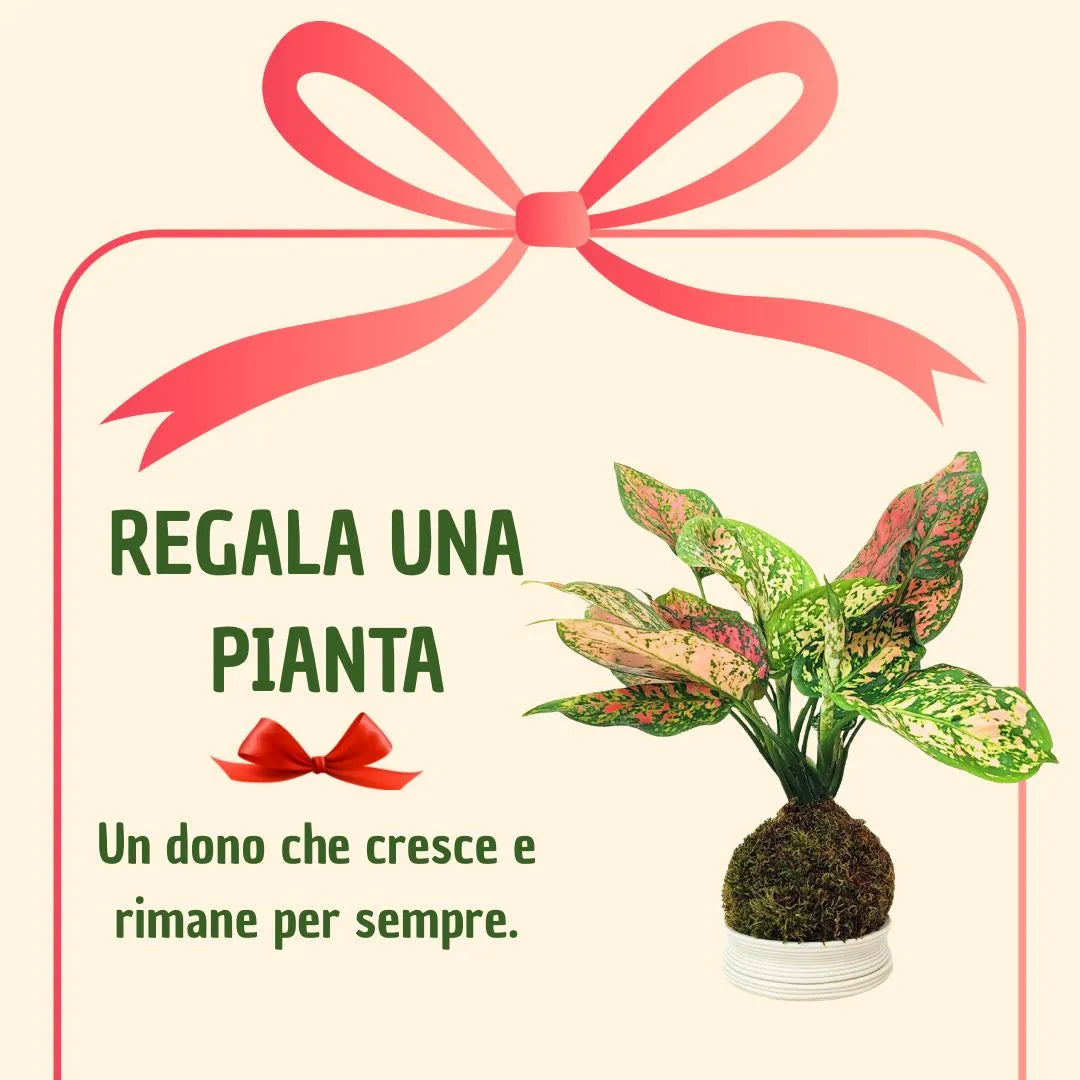 Kokedama Aglaonema Rojo Uniame con caja de regalo