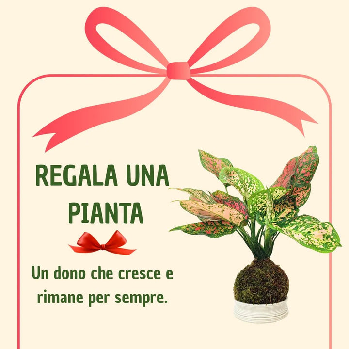 Kokedama Aglaonema Rojo Uniame con caja de regalo