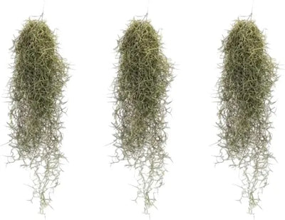 Tillandsia Usneoides (Spanisches Moos) 20/22 B L