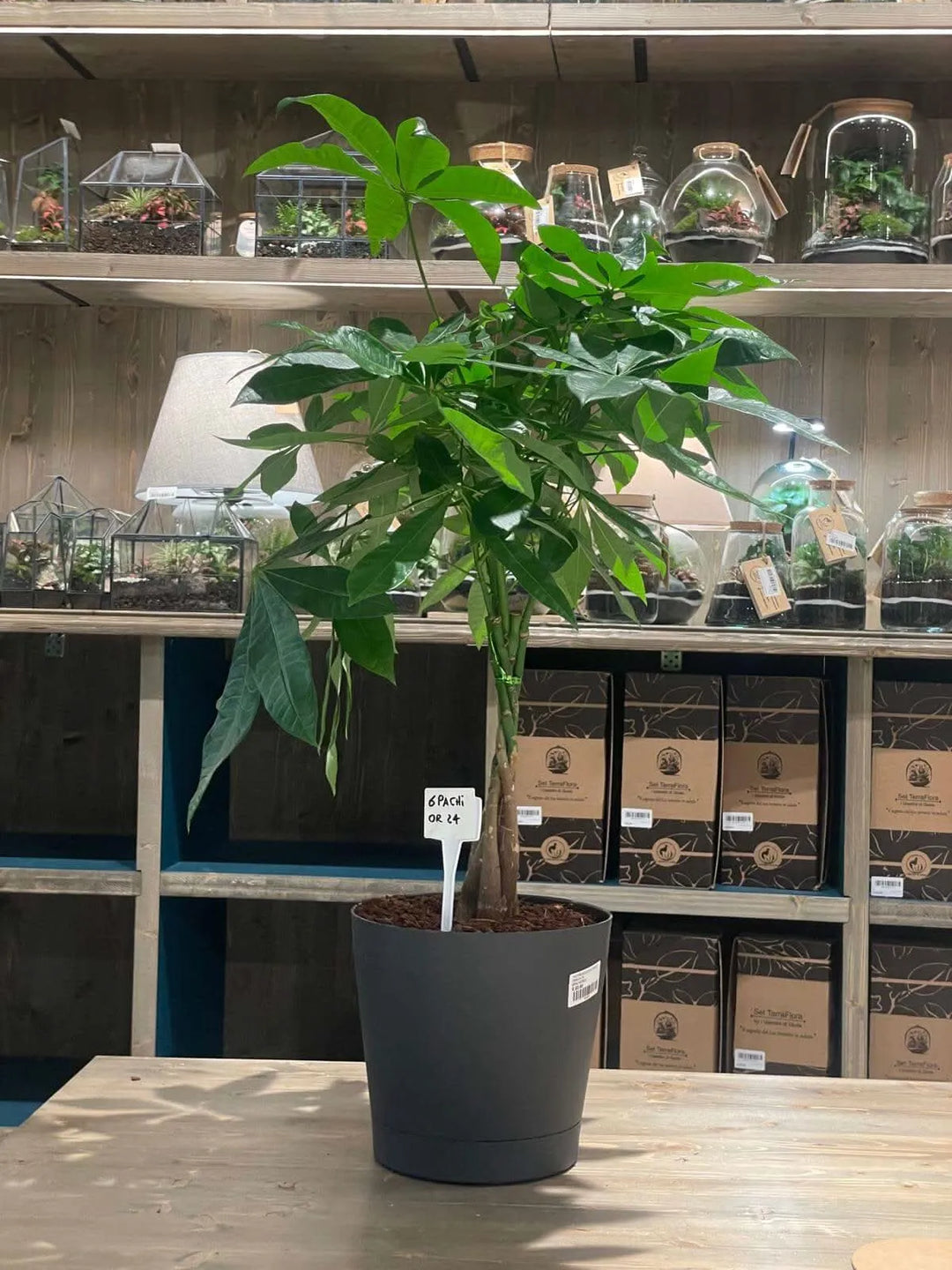 PACHIRA AQUATICA  ORIONE DIAM 24 CM - i Giardini di Giulia  