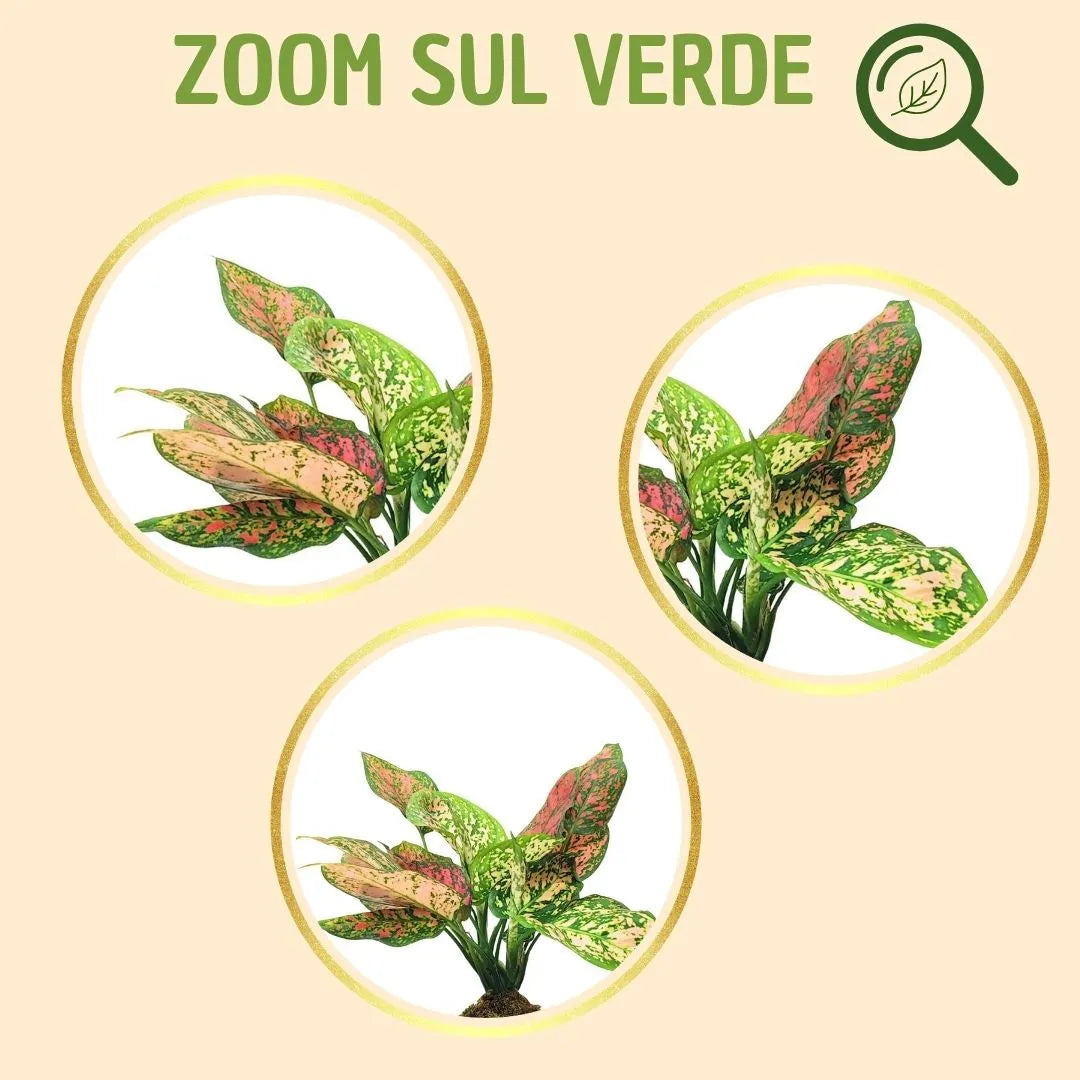Kokedama Aglaonema Rojo Uniame con caja de regalo