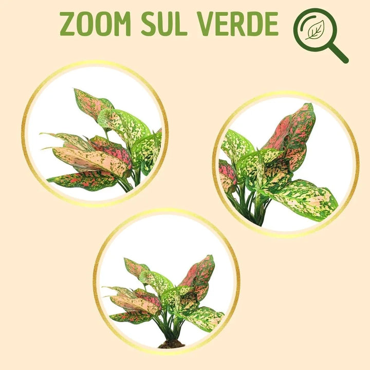 Kokedama Aglaonema Rojo Uniame con caja de regalo