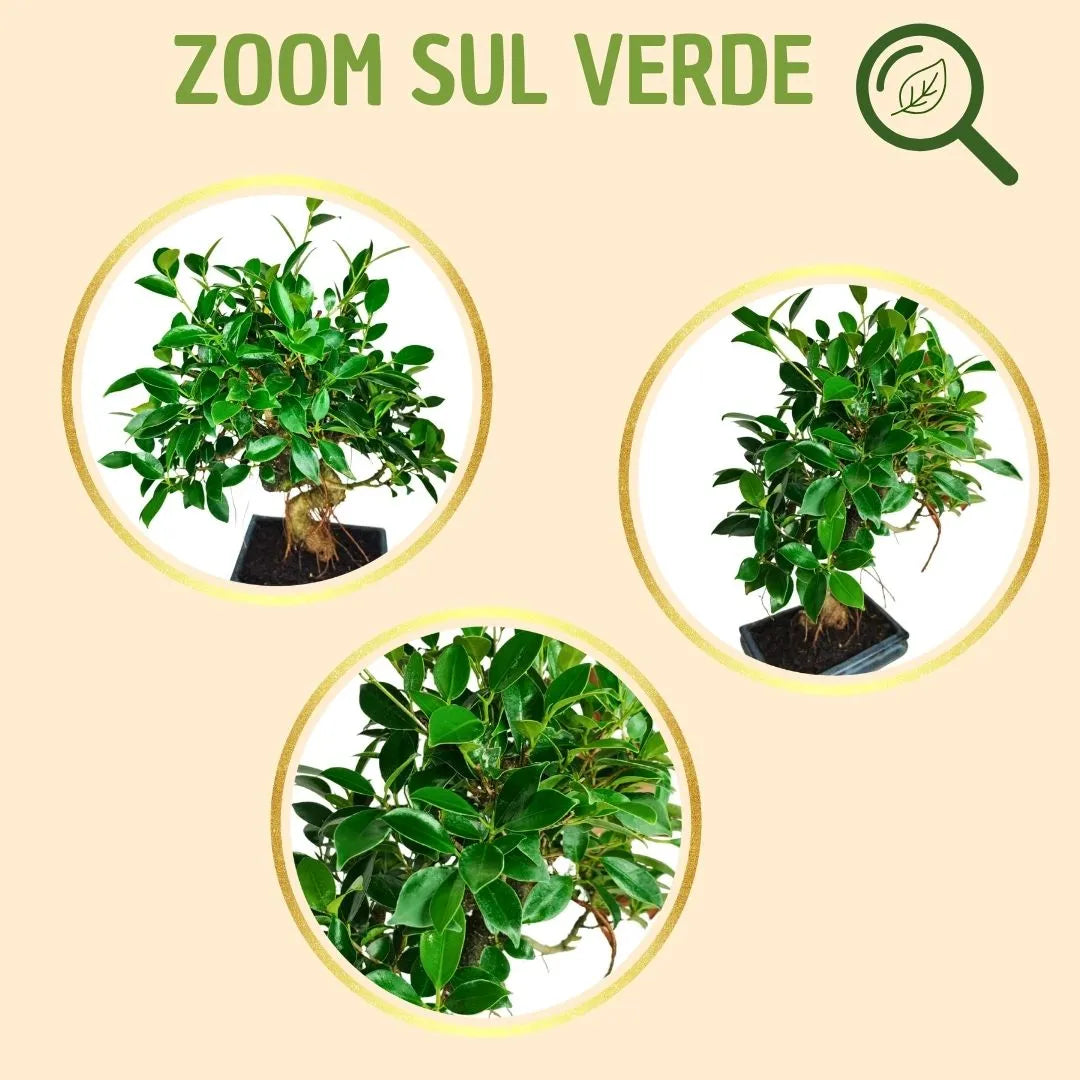 Bonsai Ficus Retusa S-Form mit Geschenkbox