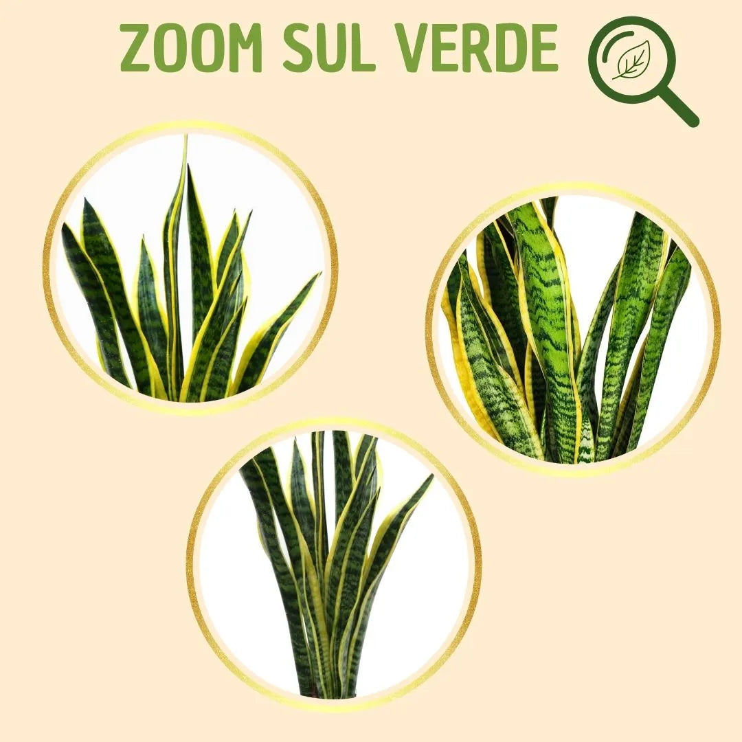 Sansevieria Laurentii H.60 mit Geschenkbox