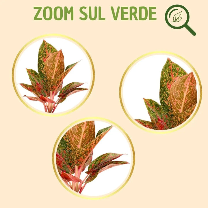 Kokedama Aglaonema Sab Mongkol con caja de regalo