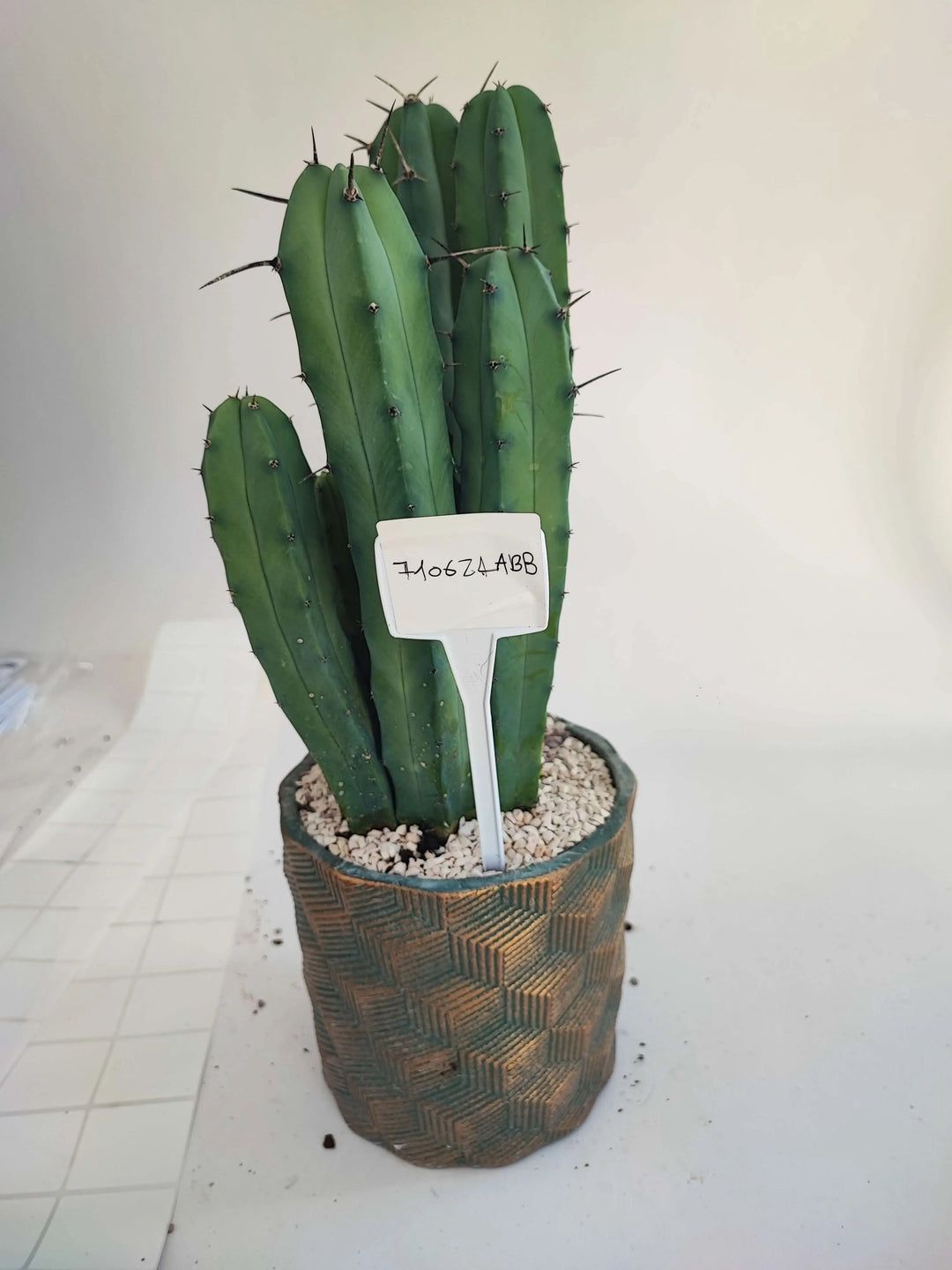 MYRTILLOCACTUS - i Giardini di Giulia  
