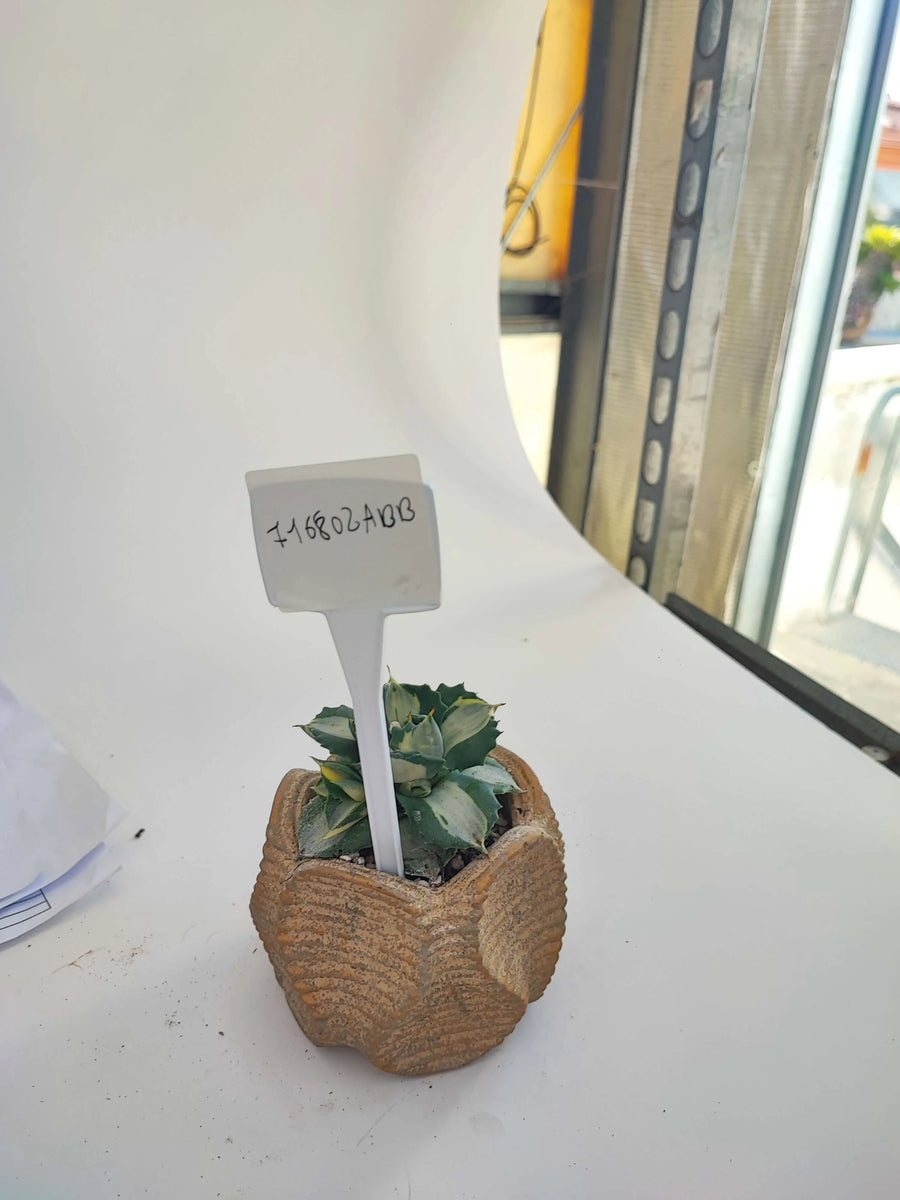 AGAVE VARIEGATA - i Giardini di Giulia  