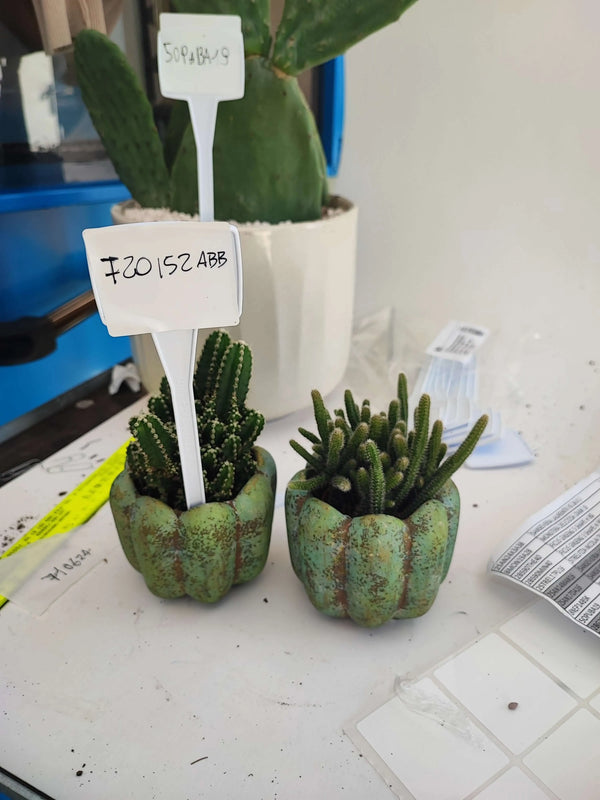 PLANTES SUCCULENTES VS 5.5 720152ABB