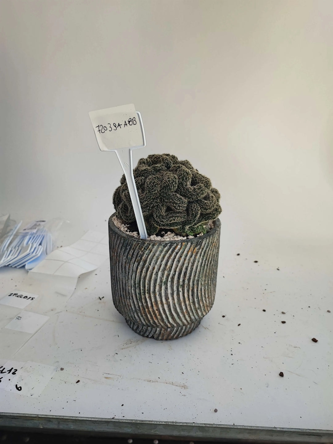 ECHINOPSIS DENSISPINA - i Giardini di Giulia  