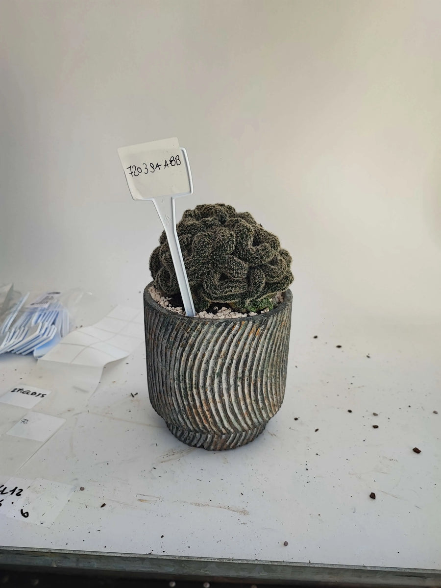 ECHINOPSIS DENSISPINA - i Giardini di Giulia  