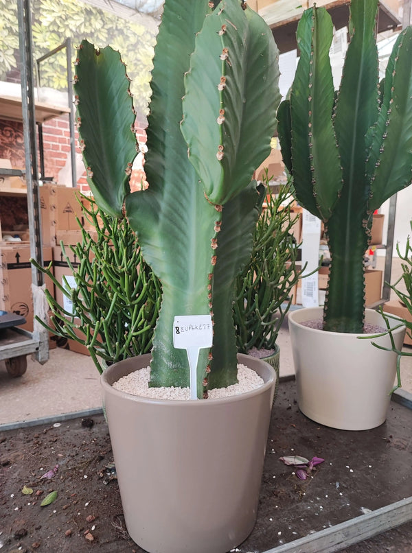 Euphorbia ingens