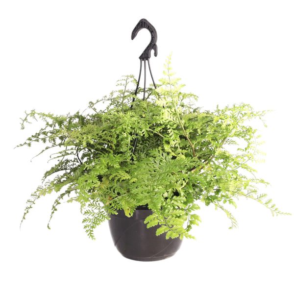 Asplenium parvati im Korbtopf