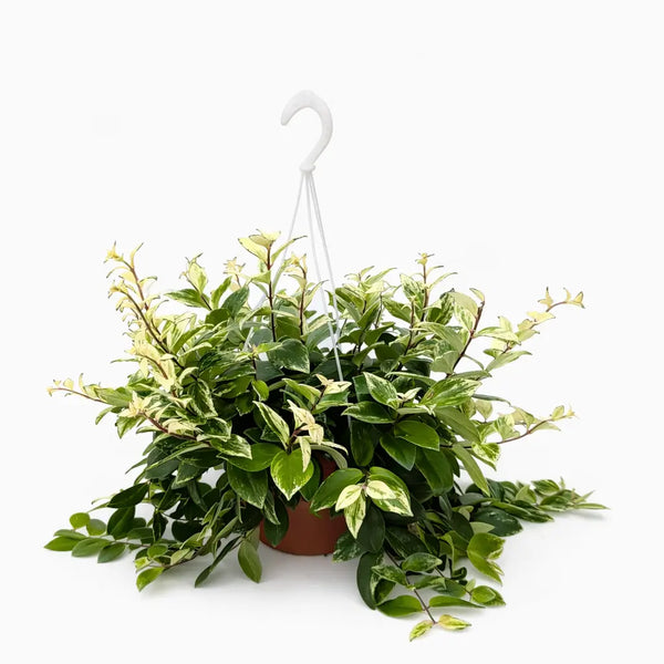 Cesta de Aeschynanthus bolero D.20 cm