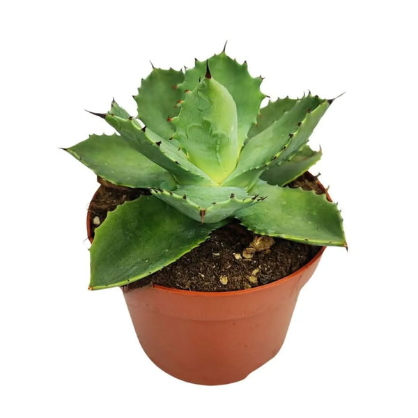 Agave potatorum
