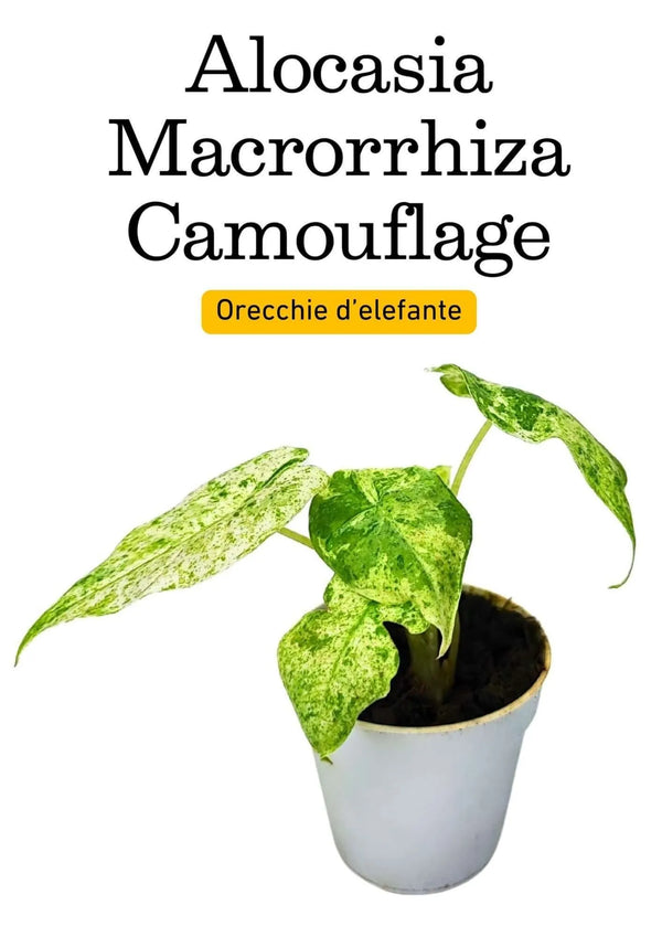 Alocasia Macrorrhiza Tarnmuster