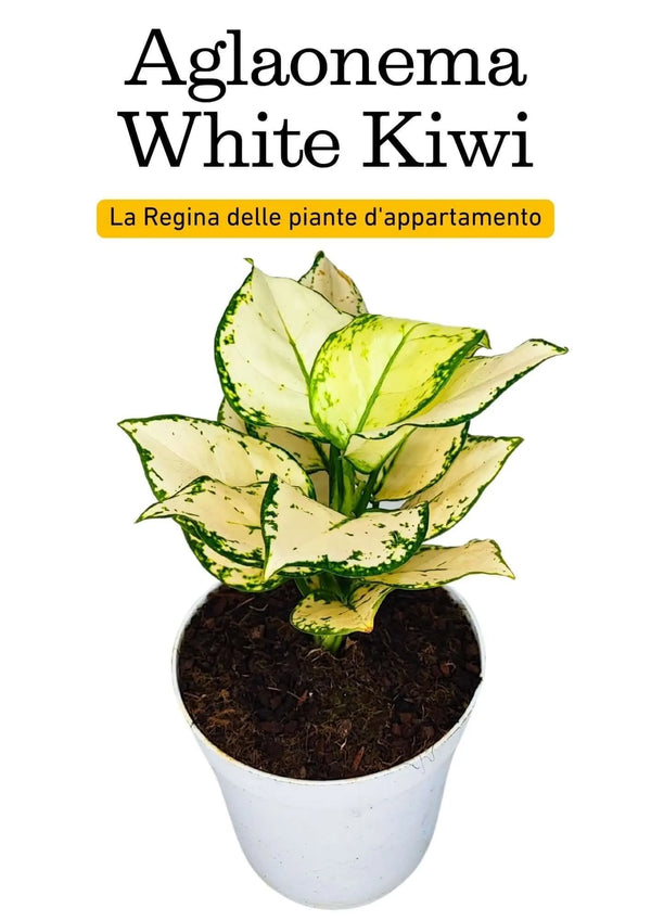 Aglaonema Kiwi Blanco