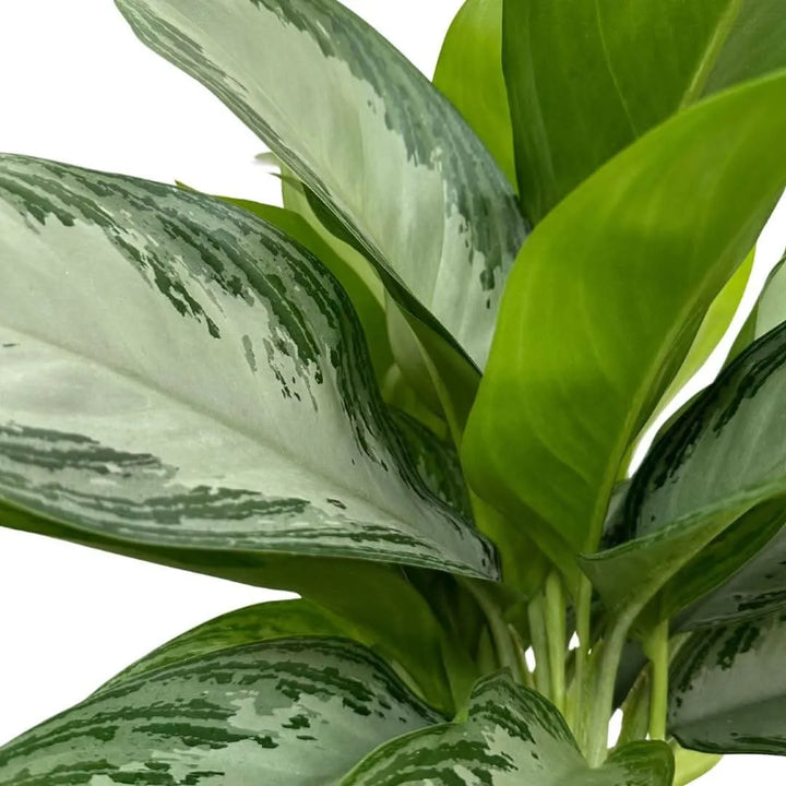 Aglaonema Silver Bay - esemplare in crescita, vista ravvicinata
