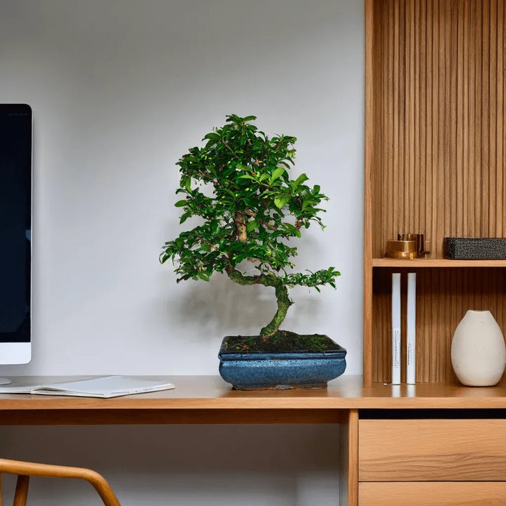 Bonsai Carmona S Shape 40 cm su scrivania in ambiente moderno