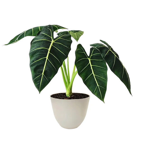 Alocasia Frydek 17cm pot