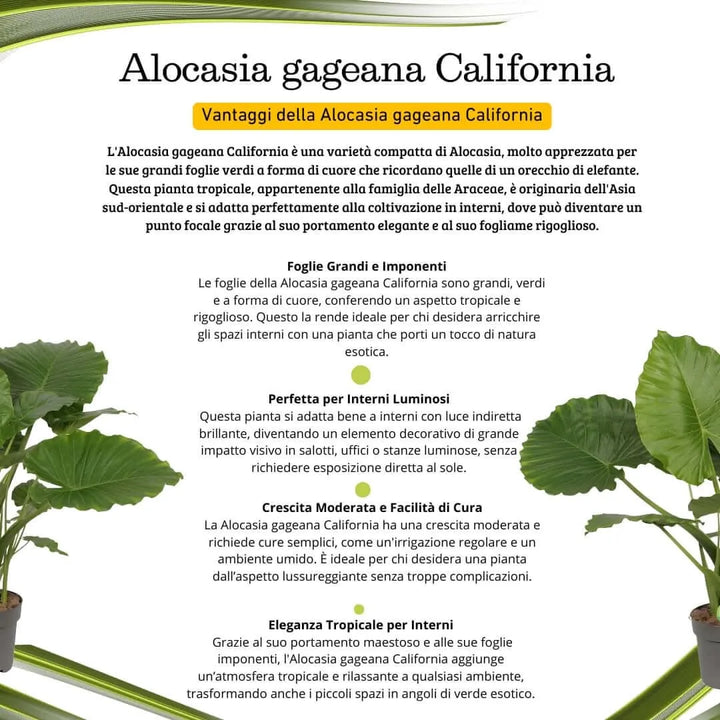 Alocasia Gageana California - dettaglio delle foglie lucide e cuoriformi, con venature evidenti