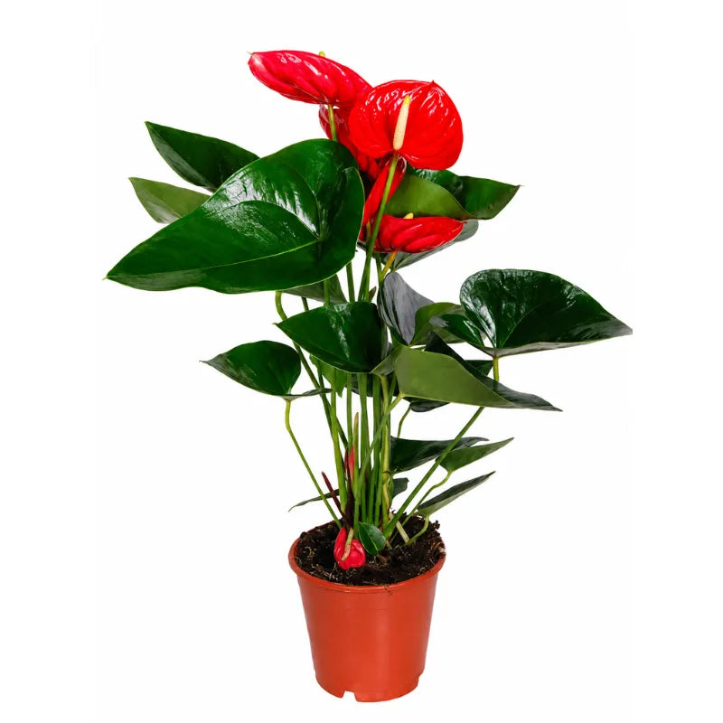 Anthurium rosso con foglie lucide verdi in vaso da vivaio su sfondo neutro chiaro.