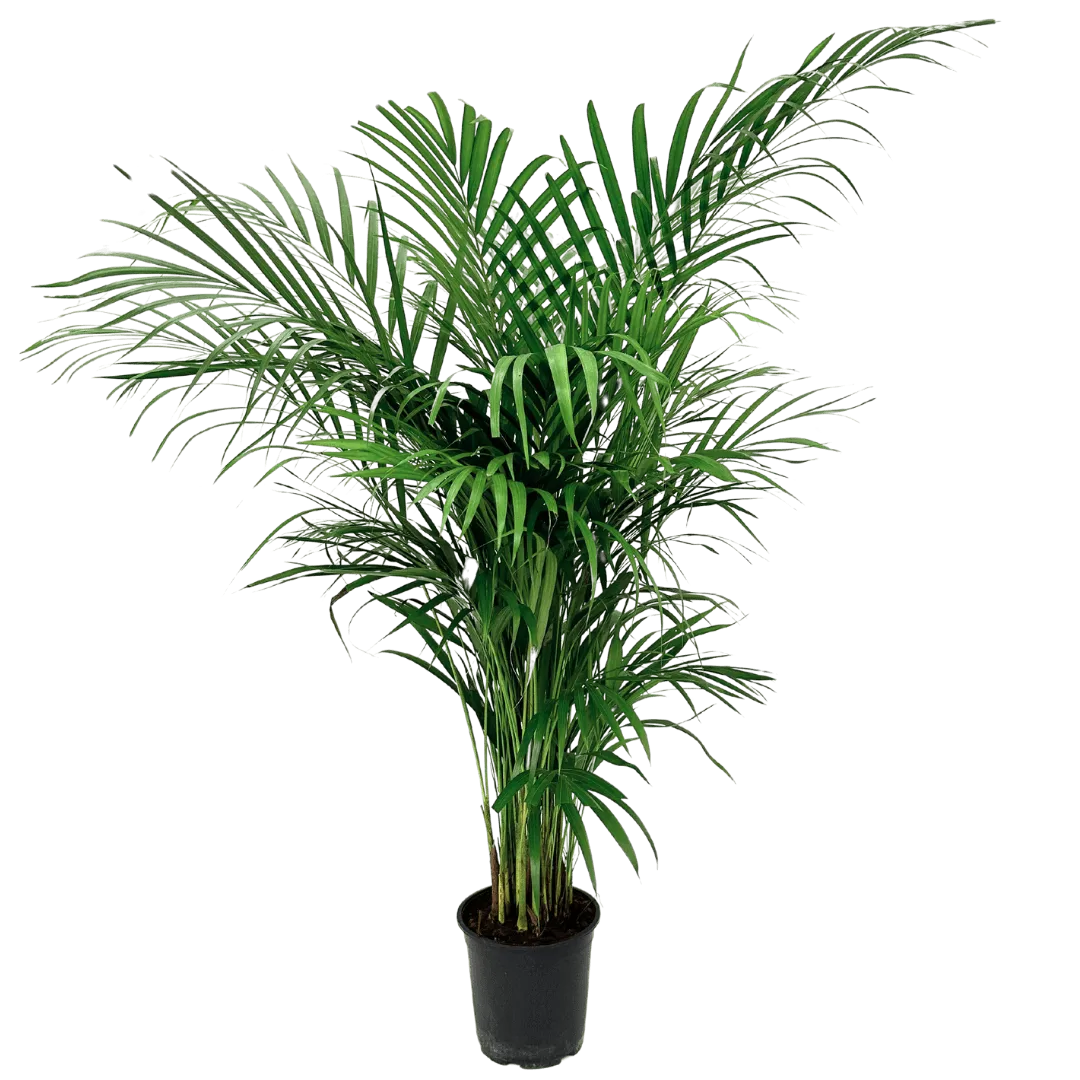 Areca Lutescens - dettaglio delle foglie verdi e arcuate della palma