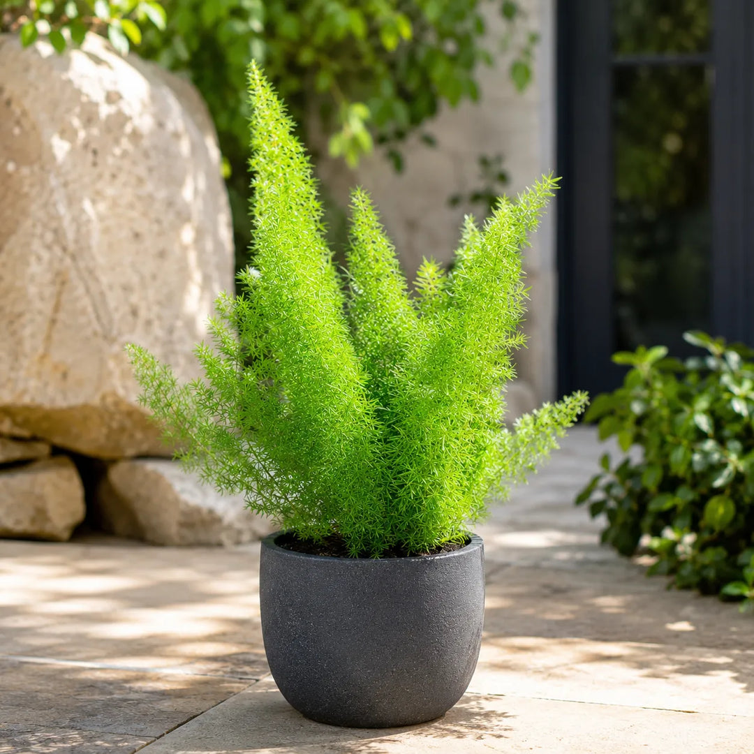 Asparagus Sprengerii coltivato in un vaso antracite moderno in un giardino, perfetto per decorare terrazzi, porticati e spazi esterni.