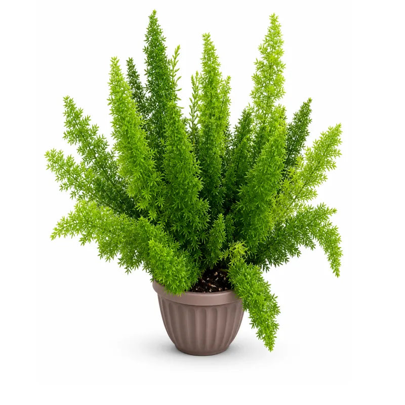 Asparagus densiflorus in vaso su sfondo bianco, pianta ornamentale verde con chioma folta e rami leggermente ricadenti