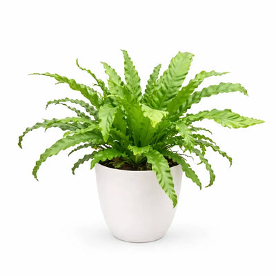 Asplenium mix D.19 cm