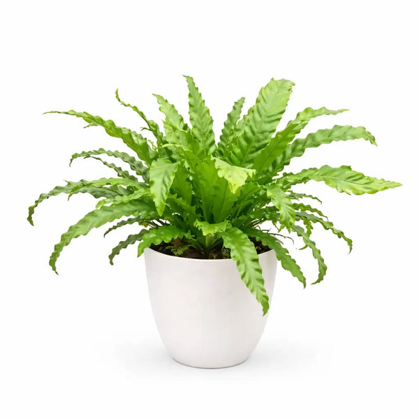 Asplenium mix D.19 cm
