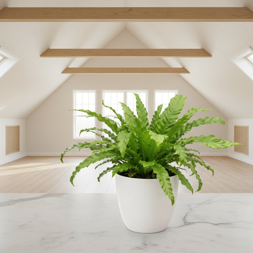 Felce Asplenium in vaso - vista dall'alto delle fronde vibranti